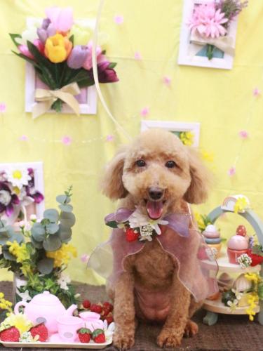 20230311COCOちゃん